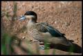 CRW_8268 Desert Duck